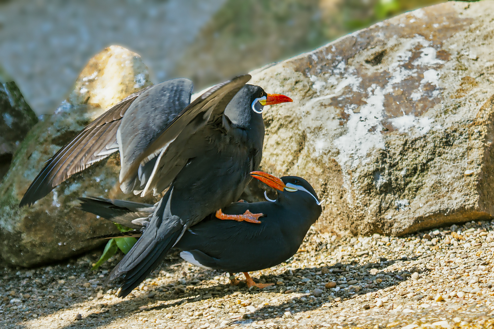 Inka Seeschwalbe - Naturzoo Rheine 