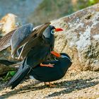 Inka Seeschwalbe - Naturzoo Rheine 