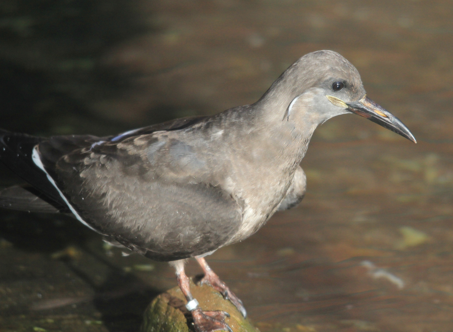 Inka-Seeschwalbe Zoo Krefeld