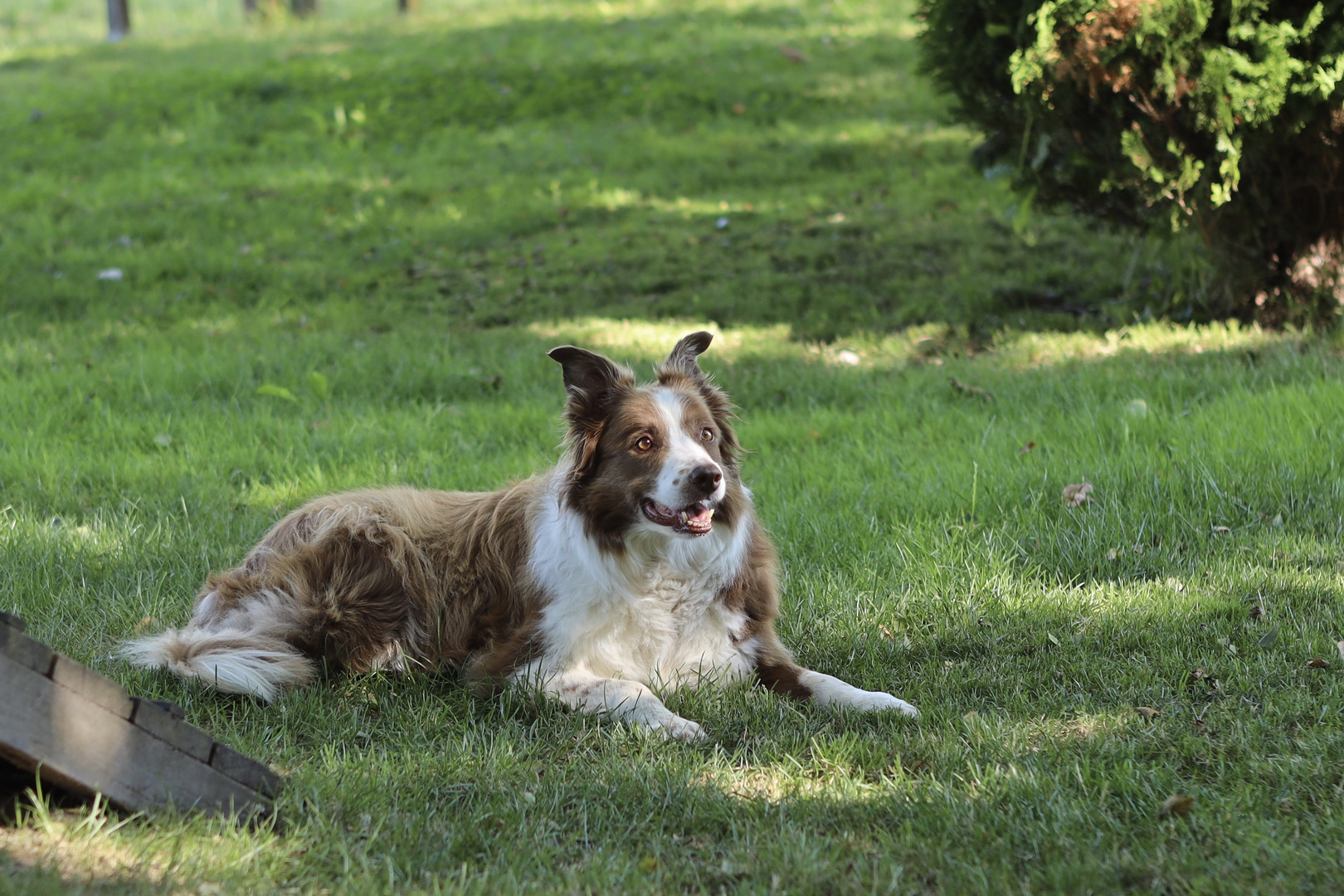 Inka, unser Herzenshund