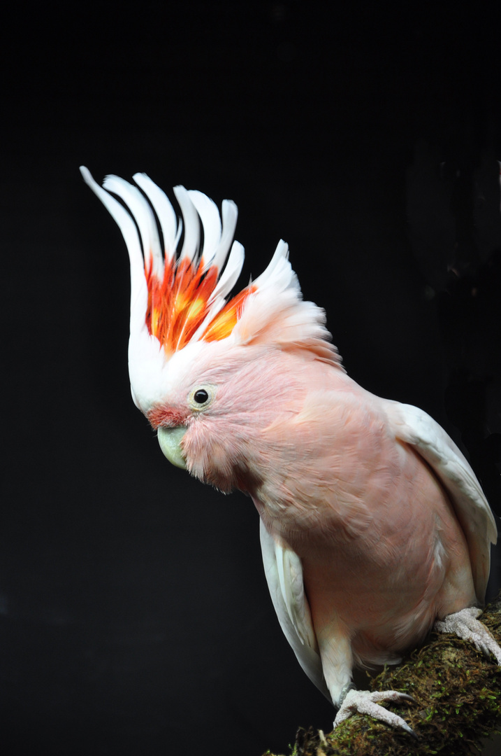 Inkakakadu Foto Bild Tiere Haustiere Vogel Bilder Auf Fotocommunity