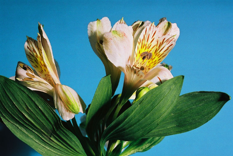 Inkalilie (Alstroemeria)