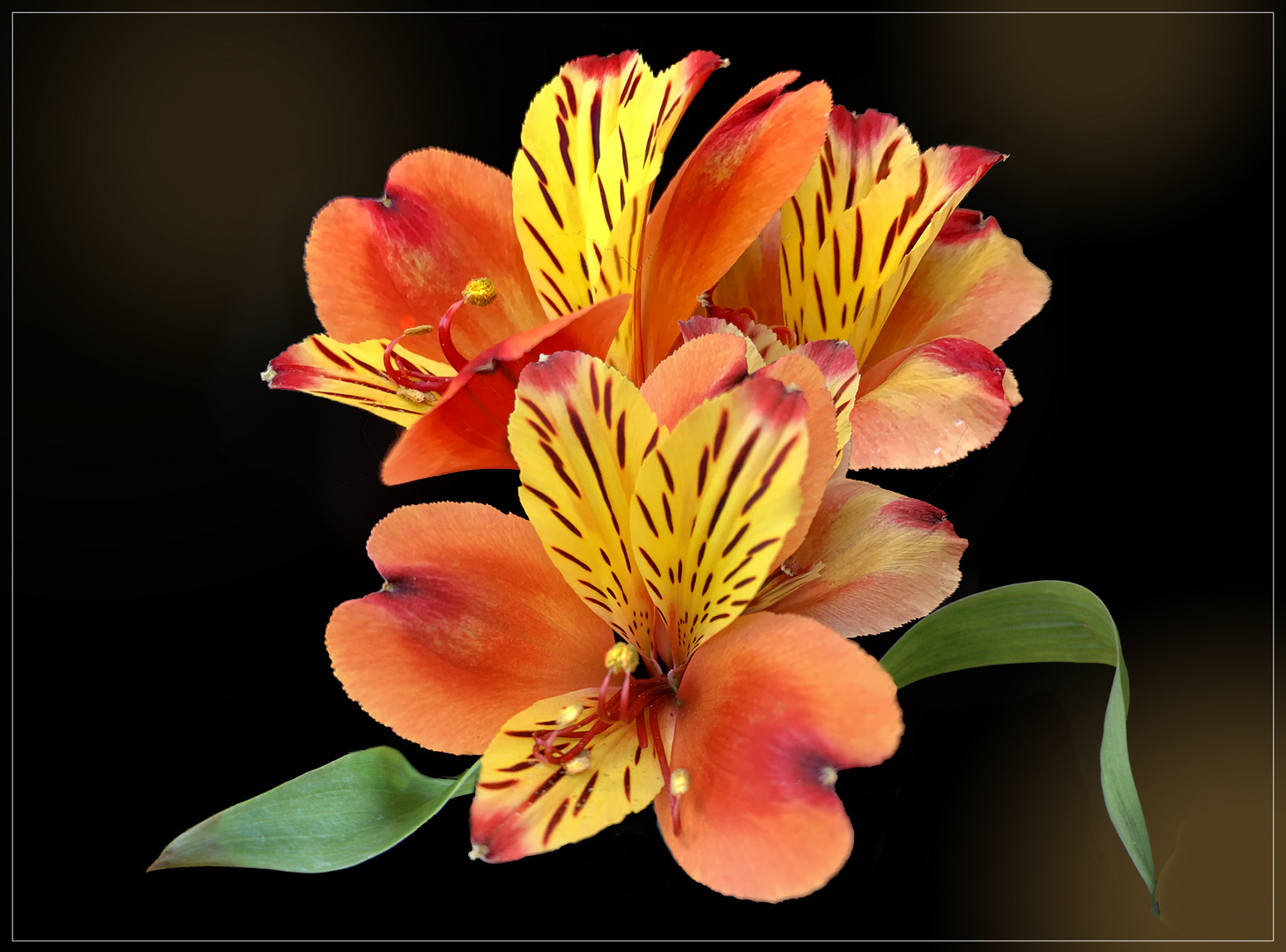 Inkalilie  (Alstroemeria)