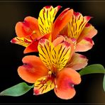 Inkalilie  (Alstroemeria)