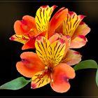 Inkalilie  (Alstroemeria)