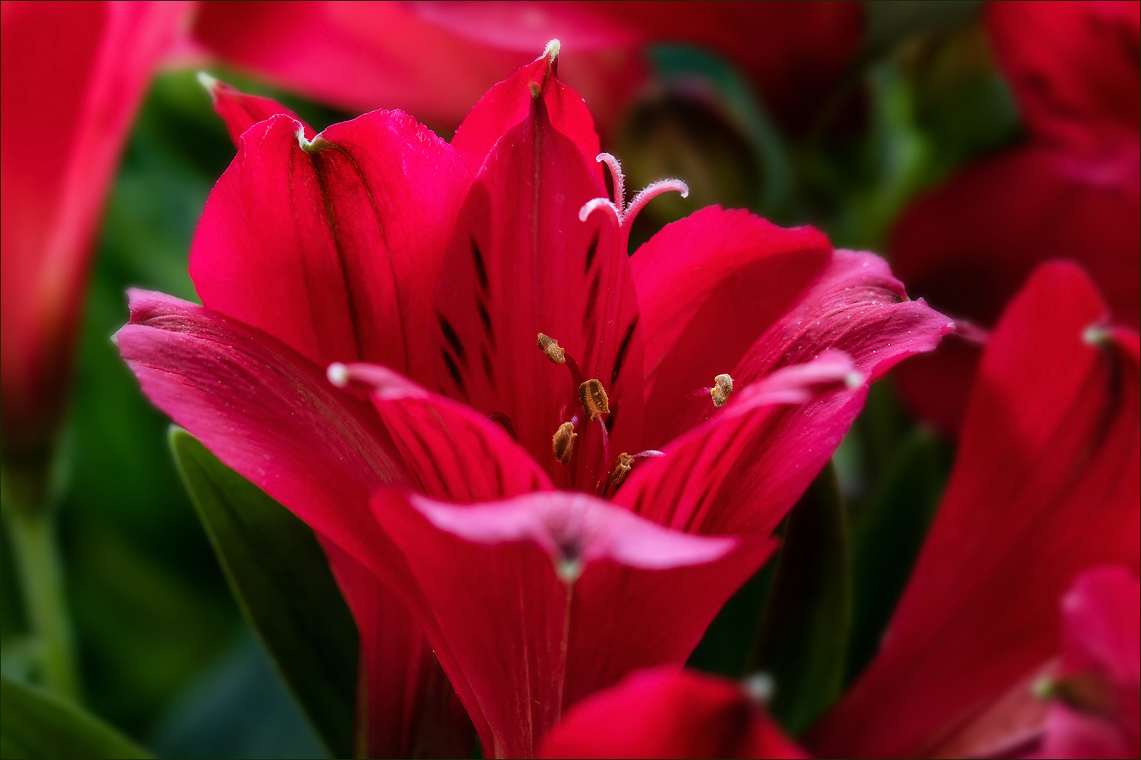 Inkalilie - Alstroemeria...