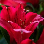 Inkalilie - Alstroemeria...