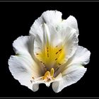 *** Inkalilie Alstroemeria "Claire" ***