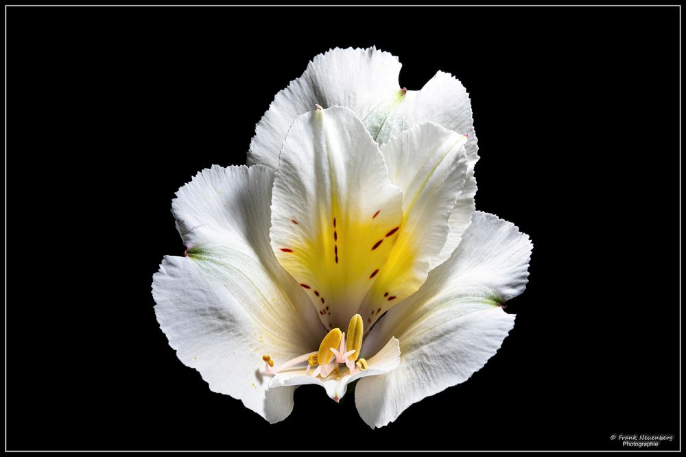 *** Inkalilie Alstroemeria "Claire" ***