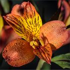 Inkalilie (Alstroemeria) frisch geduscht