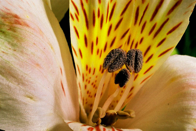 Inkalilie Blütenstempel (Alstroemeria)