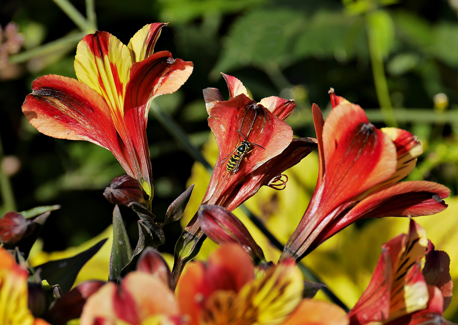 Inkalilien Foto & Bild | natur, pflanzen, gartenpflanzen lilien ...