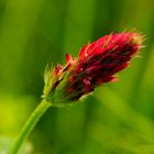 Inkarnat-Klee (Trifolium incarnatum), auch Blutklee, Rosenklee oder Italienischer Klee, ...