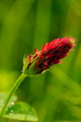 Inkarnat-Klee (Trifolium incarnatum), auch Blutklee, Rosenklee oder Italienischer Klee, ...