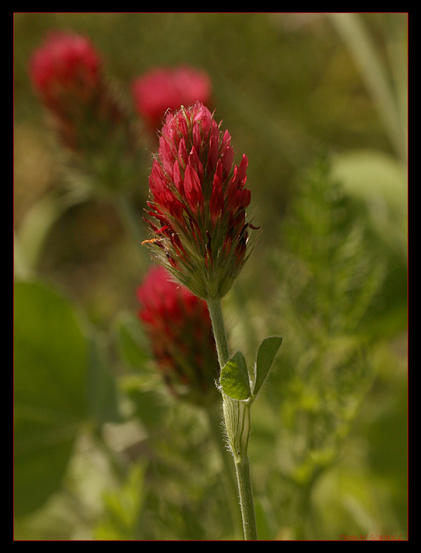 Inkarnat Klee (Trifolium incarnatum)