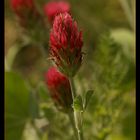 Inkarnat Klee (Trifolium incarnatum)