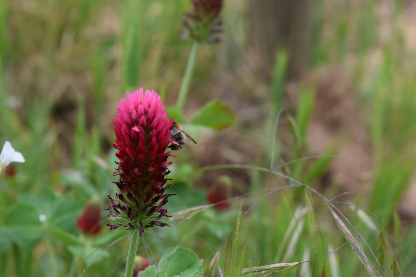 Inkarnat-Klee (Trifolium incarnatum ) mit Biene