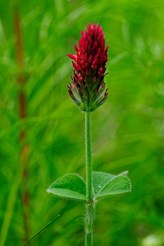 Inkarnat-Klee (Trifolium incarnatum) mit dreifiedrigem Blattstand