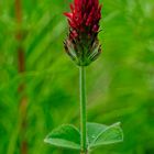 Inkarnat-Klee (Trifolium incarnatum) mit dreifiedrigem Blattstand