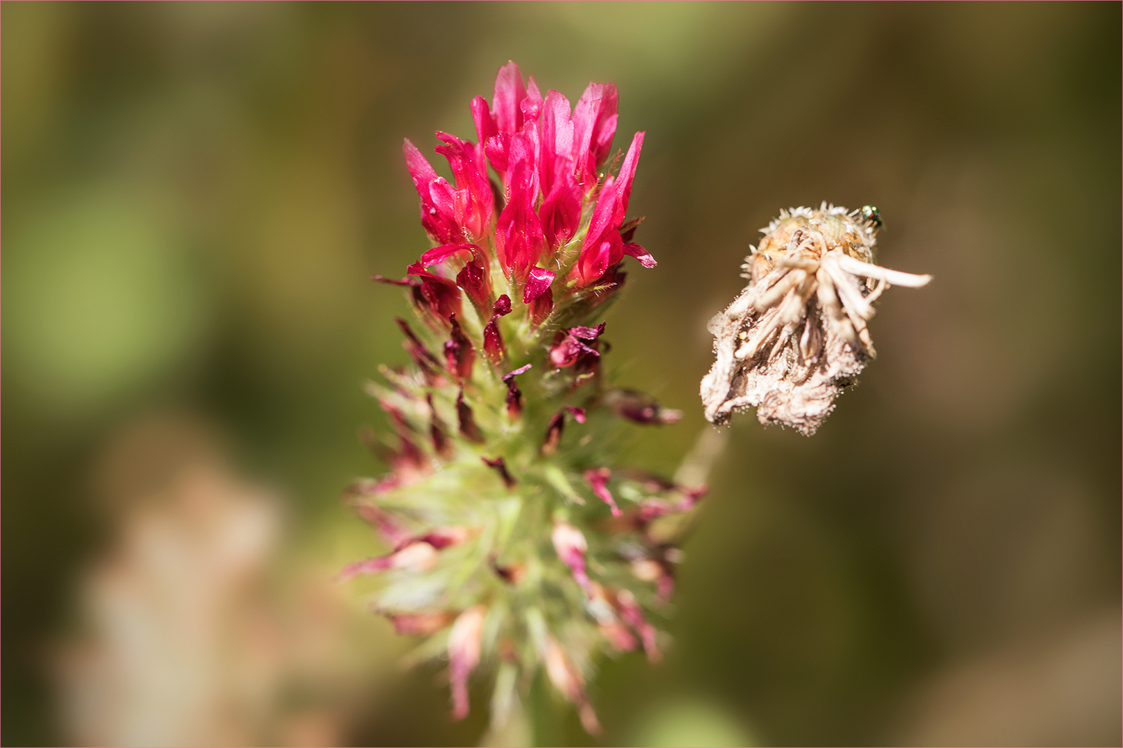 Inkarnatklee - Trifolium incarnatum...