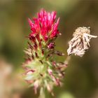 Inkarnatklee - Trifolium incarnatum...