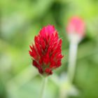 Inkarnatklee /Trifolium incarnatum