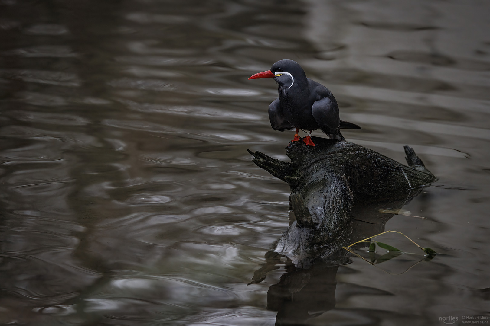 Inkaseeschwalbe am Wasser