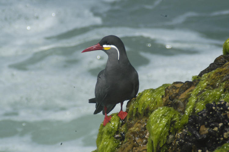 Inkaseeschwalbe, aufgenommen 2007 auf der Halbinsel Paracas an der Südküste Perús