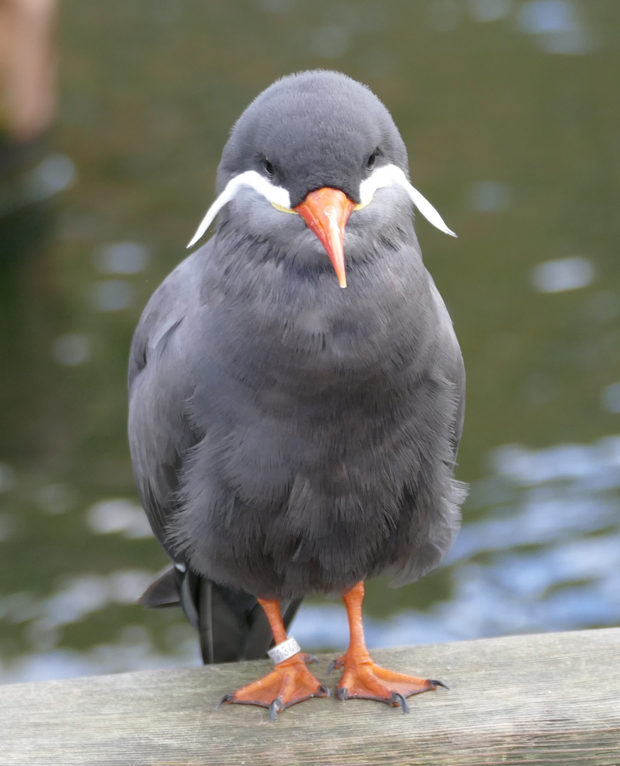 Inkaseeschwalbe im Krefelder Zoo 