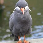 Inkaseeschwalbe im Krefelder Zoo 