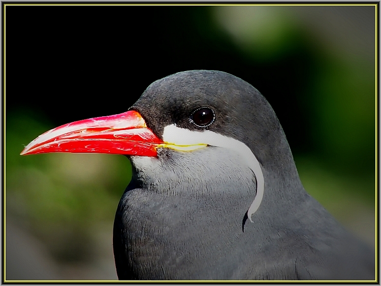 Inkaseeschwalbe (Larosterna inca)