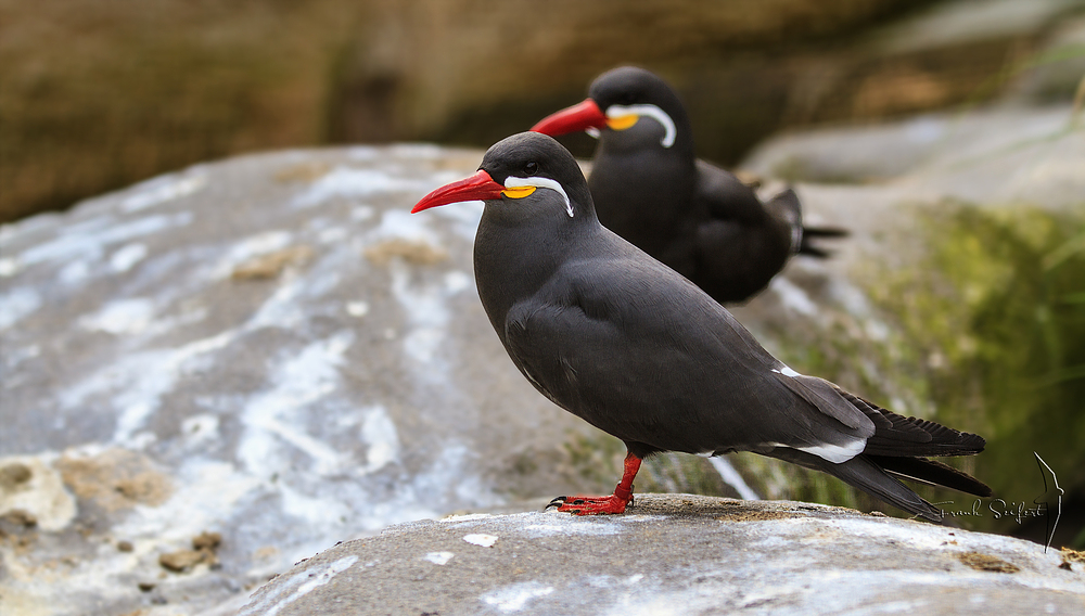 Inkaseeschwalbe (Larosterna inca)