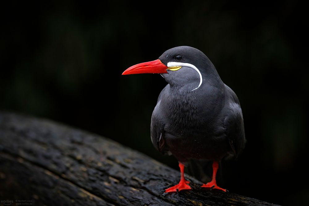 Inkaseeschwalbe Portrait