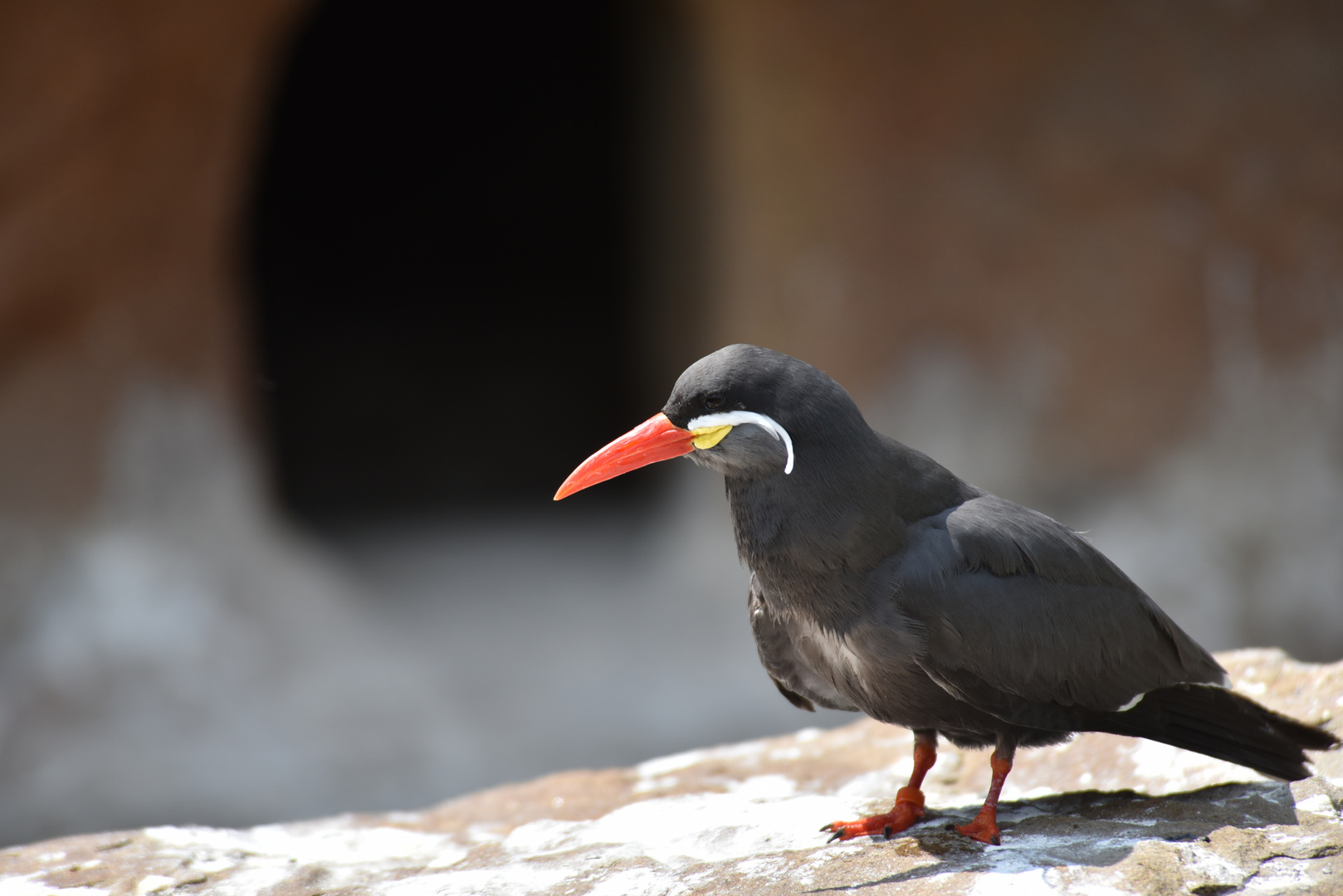 Inkaseeschwalbe Zoo Krefeld