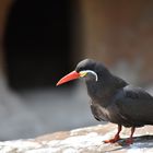 Inkaseeschwalbe Zoo Krefeld