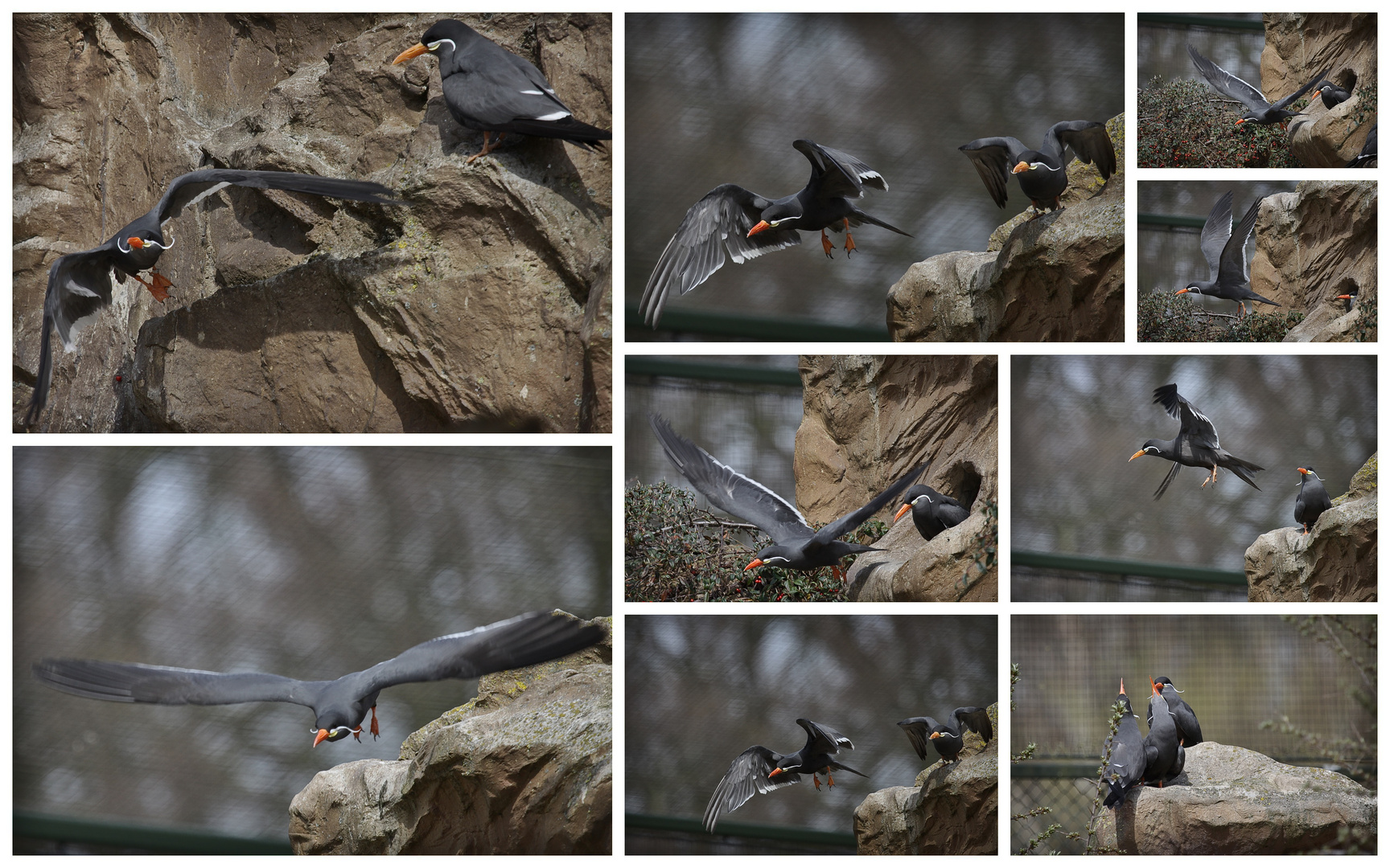 Inkaseeschwalben Zoo Rheine