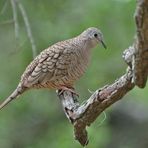 Inkatäubchen - Inca Dove (Scardafella inca)