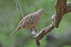 Inkatäubchen - Inca Dove (Scardafella inca)