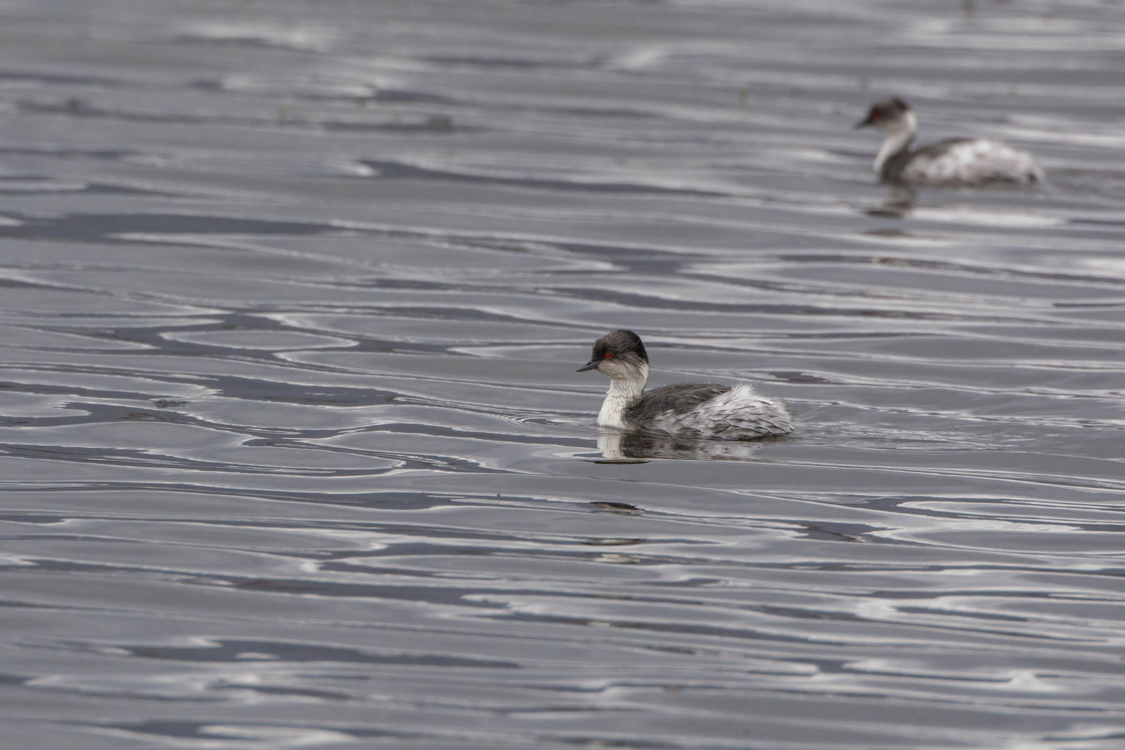 Inkataucher (Podiceps occipitalis juninensis) in Lago Chungará, Chile