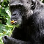 Inklusive Schimpansen Geschichterln