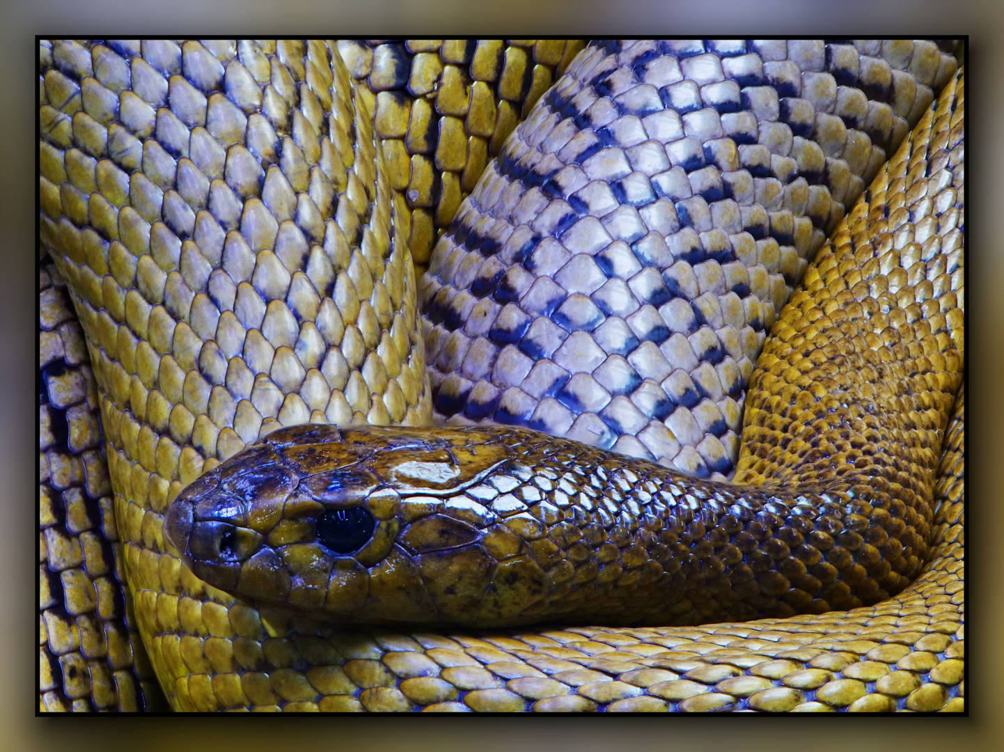 InlandTaipan 2 Foto & Bild tiere, zoo, wildpark & falknerei