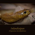 Inlandtaipan