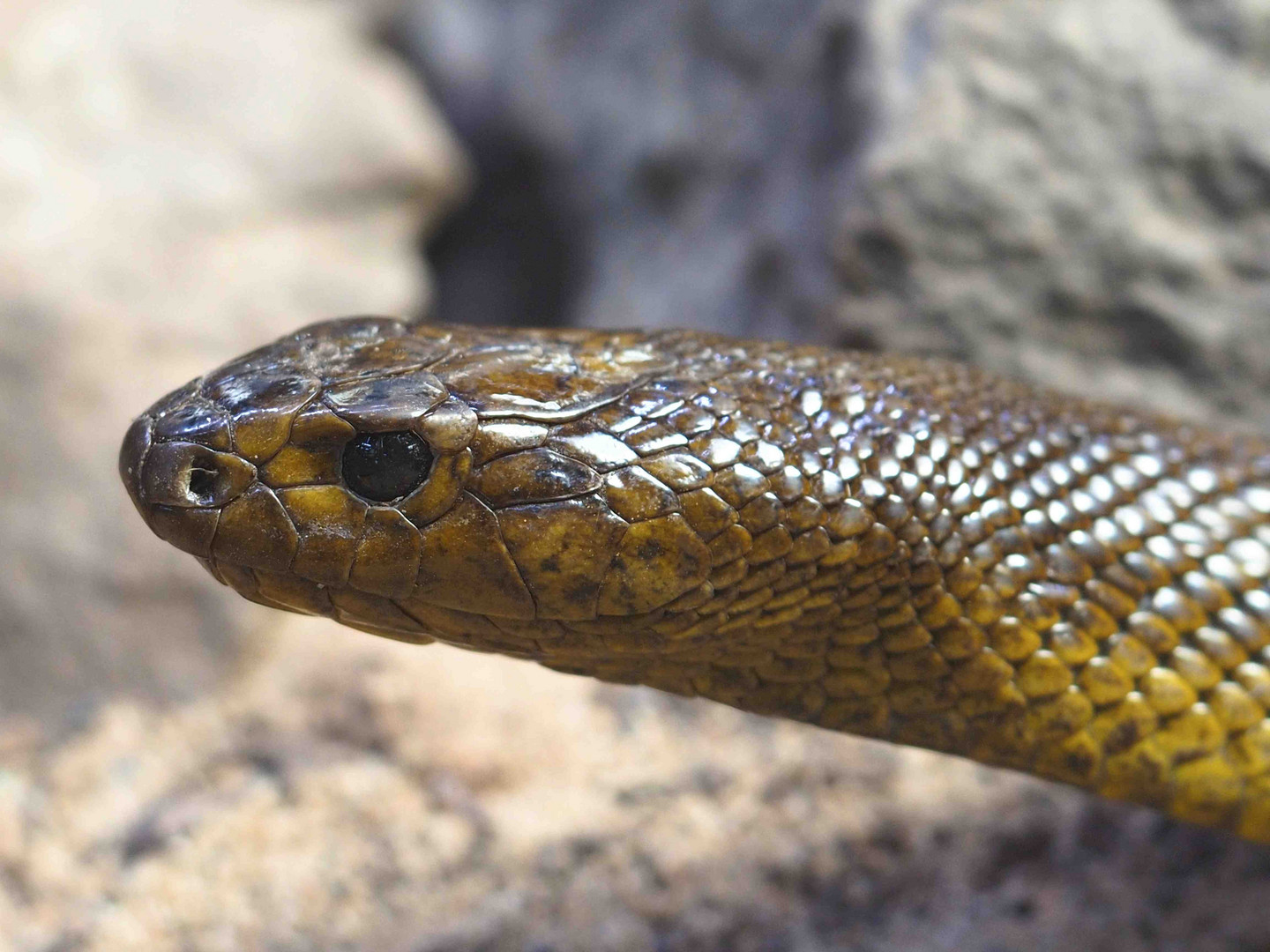 INLANDTAIPAN (Oxyuranus microlepidotus)