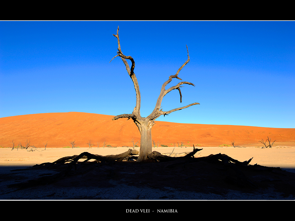 Inmiddle of the desert stands the tree