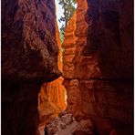 Inmitten der Hoodoos im Bryce Canyon National Park...