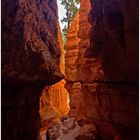 Inmitten der Hoodoos im Bryce Canyon National Park...