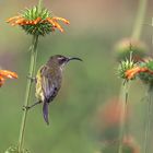 Inmitten der Leonotis