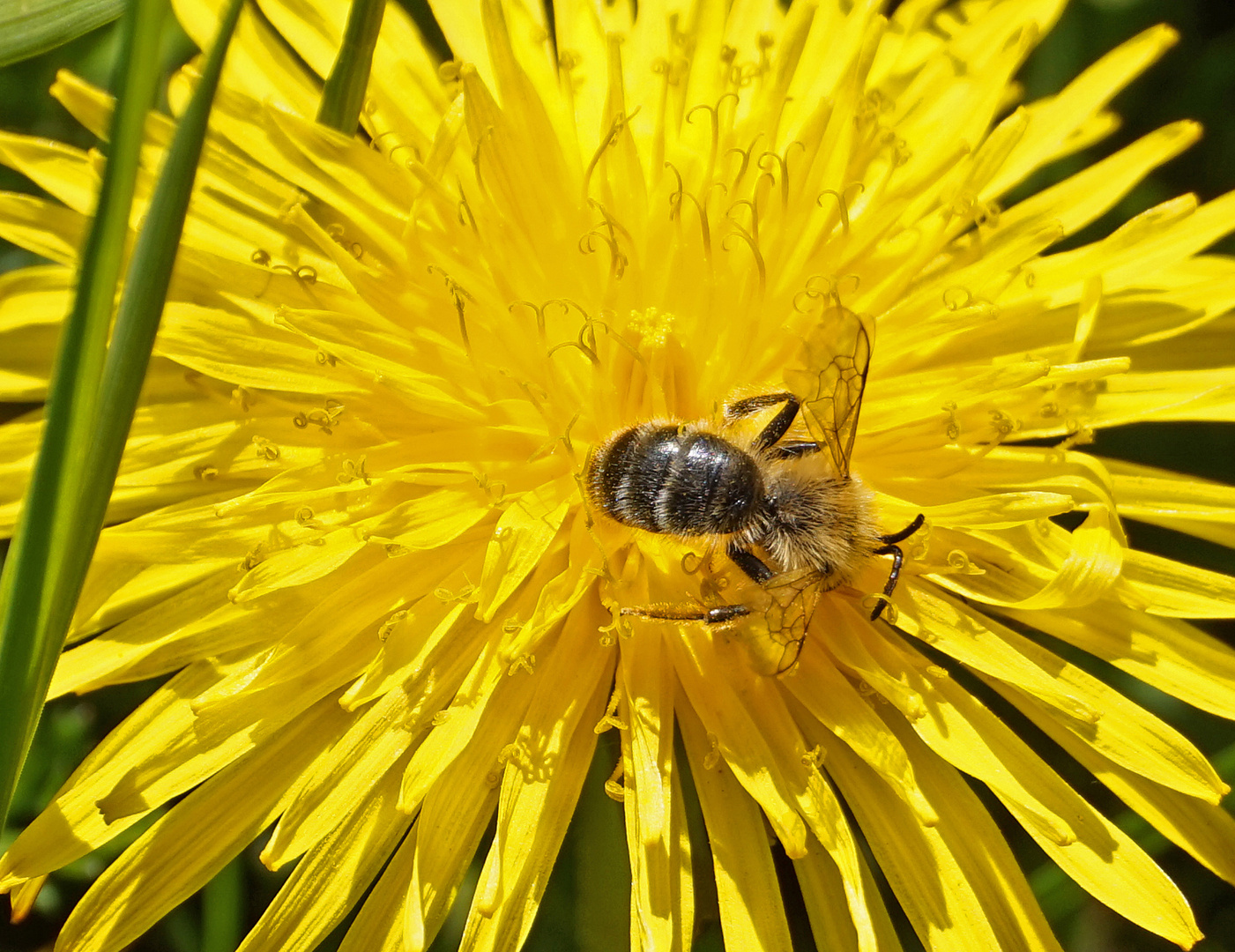 Inmitten der Löwenzahnblüte