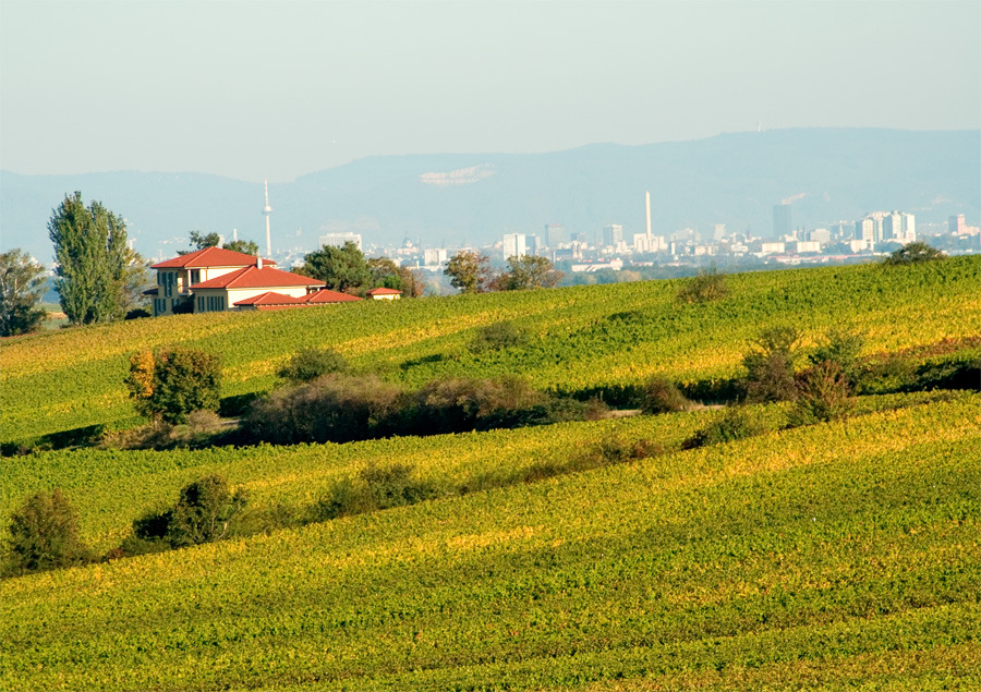 Inmitten der Weinberge