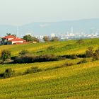 Inmitten der Weinberge